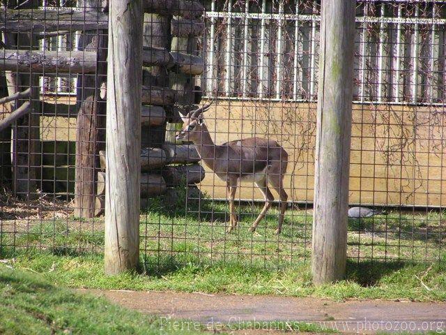 Arabian desert gazelle *