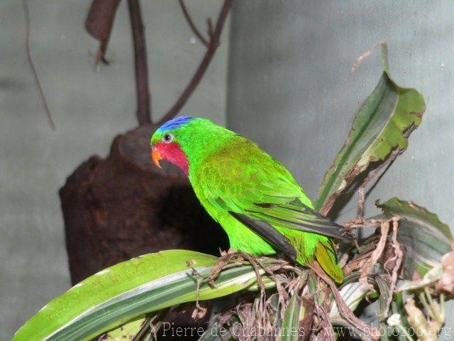 Blue-crowned lorikeet