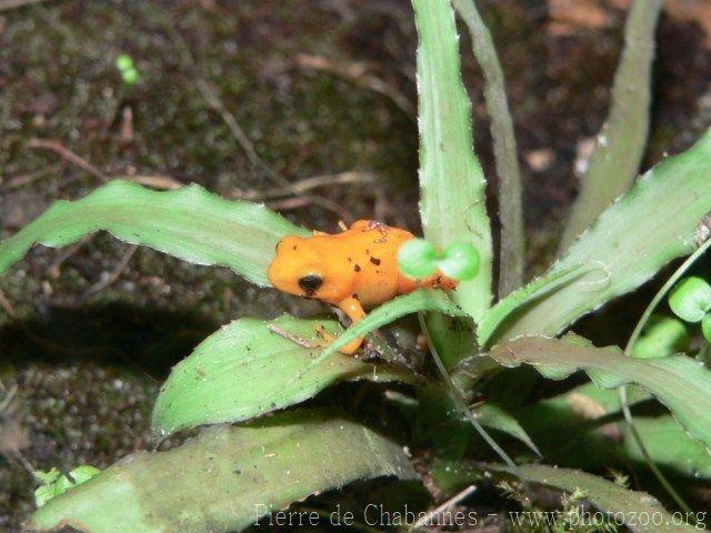 Golden mantella