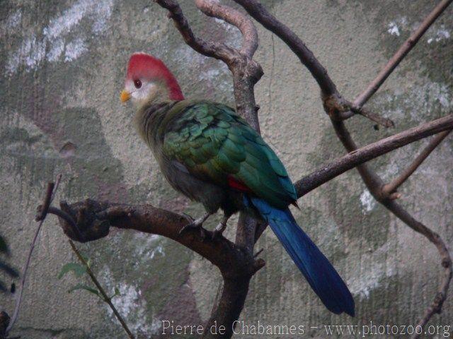 Red-crested turaco