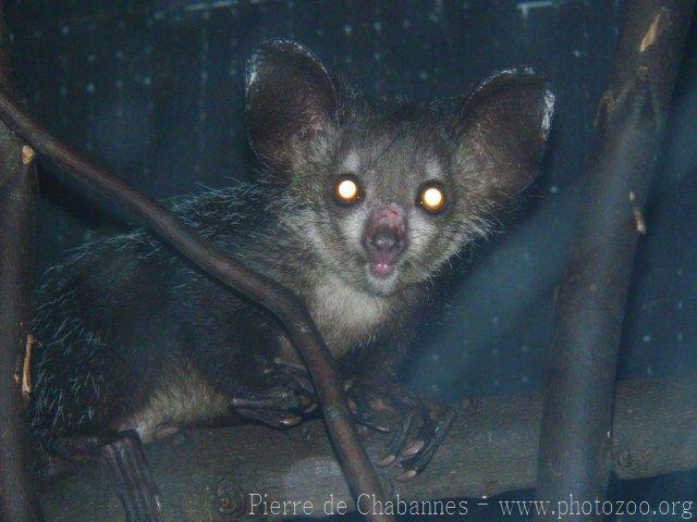 Aye-aye