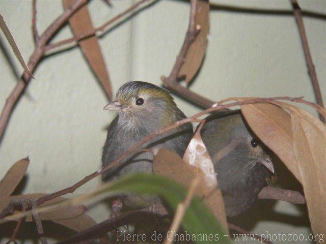 Grey-cheeked liocichla