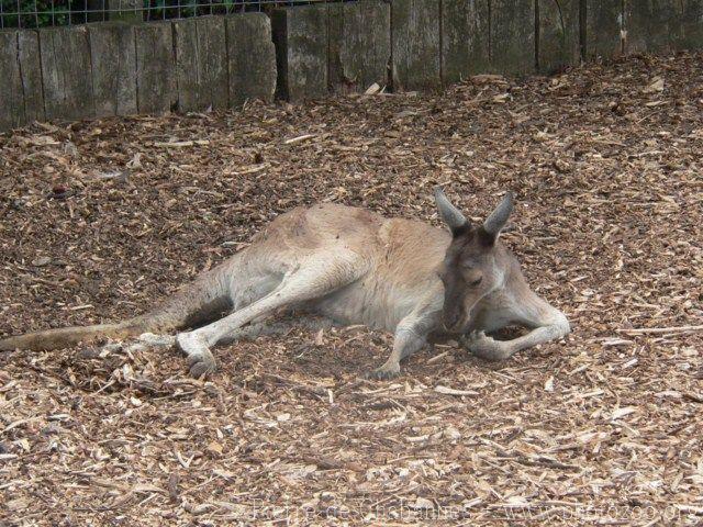 Western grey kangaroo