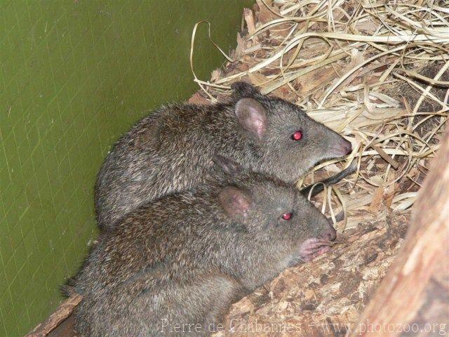 Long-nosed potoroo