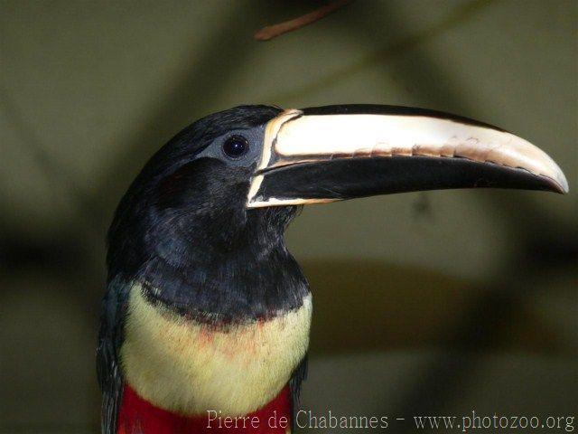 Black-necked aracari