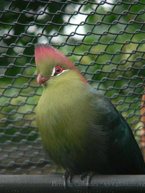 Fischer's turaco