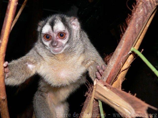 Gray-legged night monkey