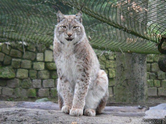 Siberian lynx
