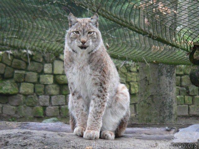 Siberian lynx