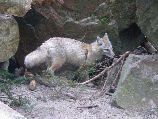 Corsac fox