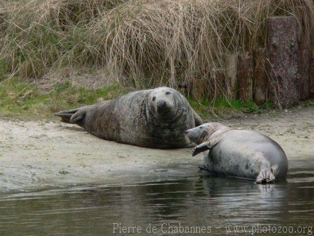 Grey seal