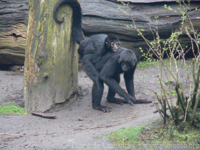 Colombian black spider monkey *