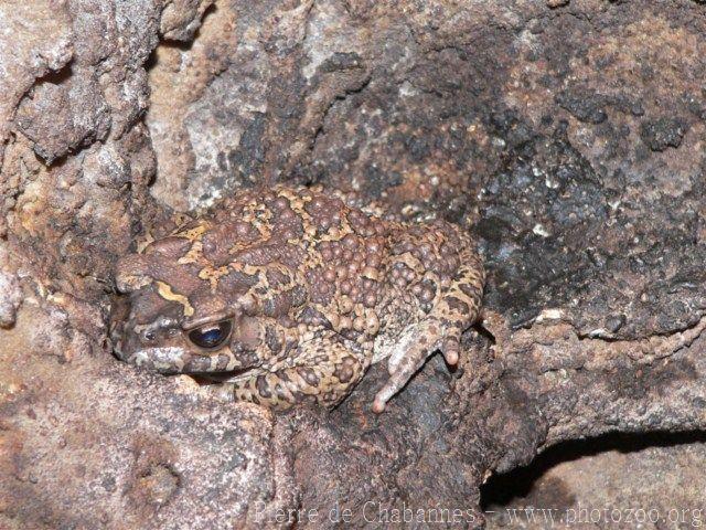 Berber toad *