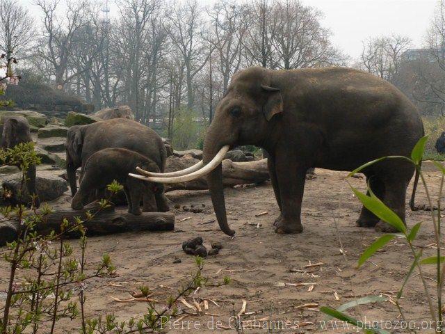 Asian elephant *