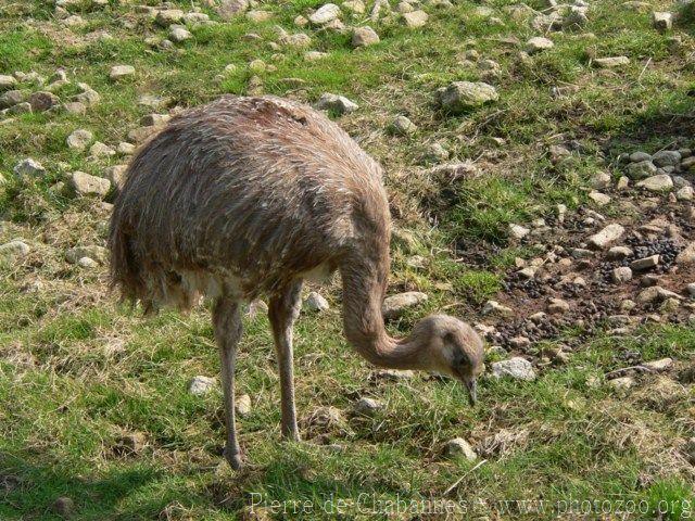 Lesser rhea *