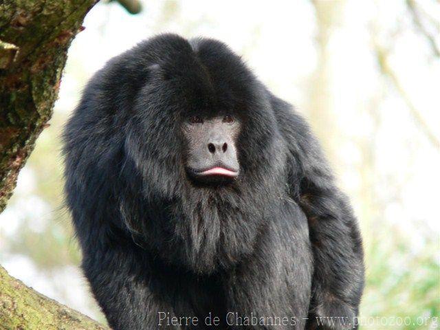 Paraguayan howler