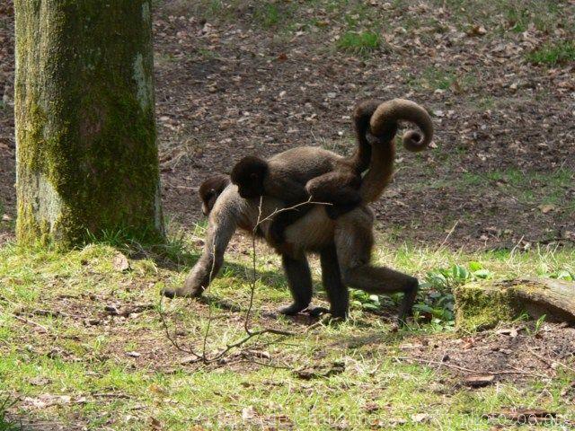 Humboldt's woolly-monkey