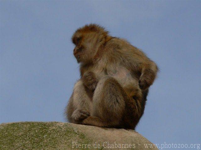 Barbary macaque