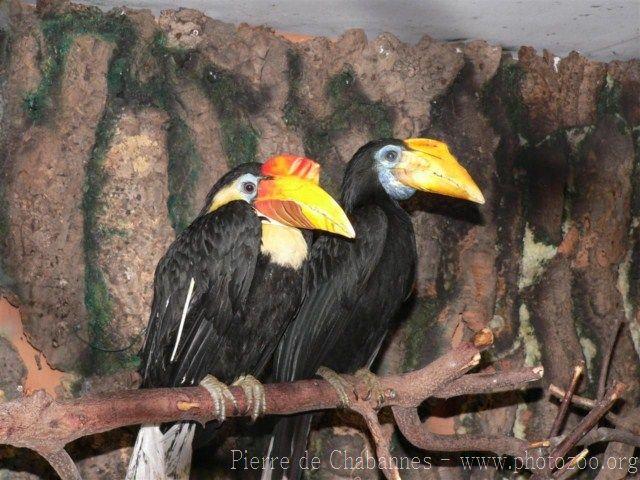 Wrinkled hornbill *