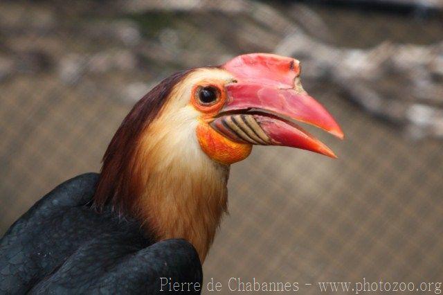 Writhed hornbill *