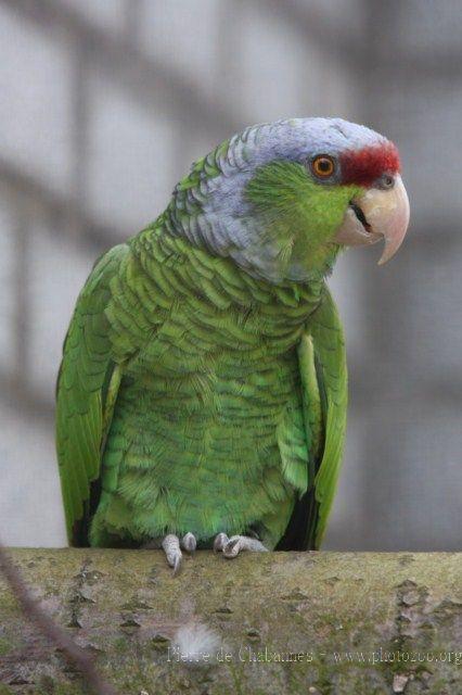 Lilac-crowned amazon *