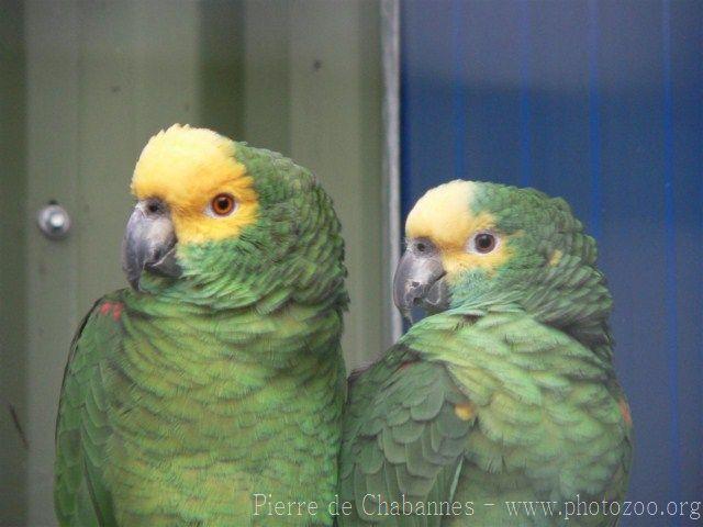 Yellow-crowned amazon *