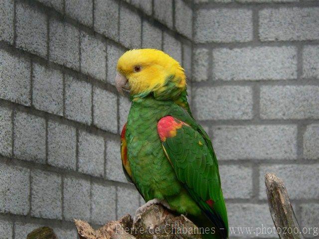 Yellow-headed amazon *