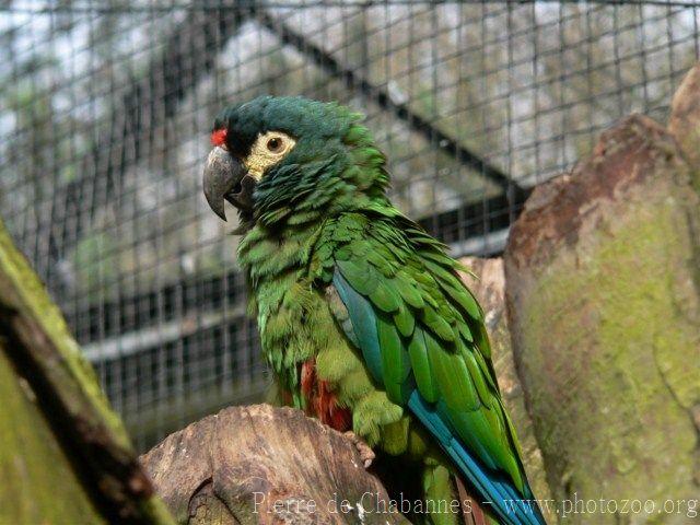 Blue-winged macaw *