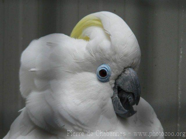 Blue-eyed cockatoo *