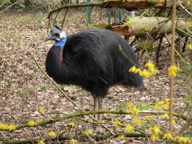 Dwarf cassowary *