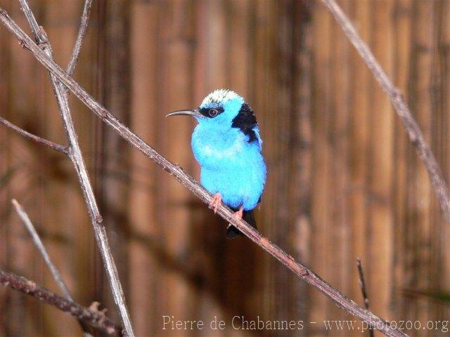 Red-legged honeycreeper *