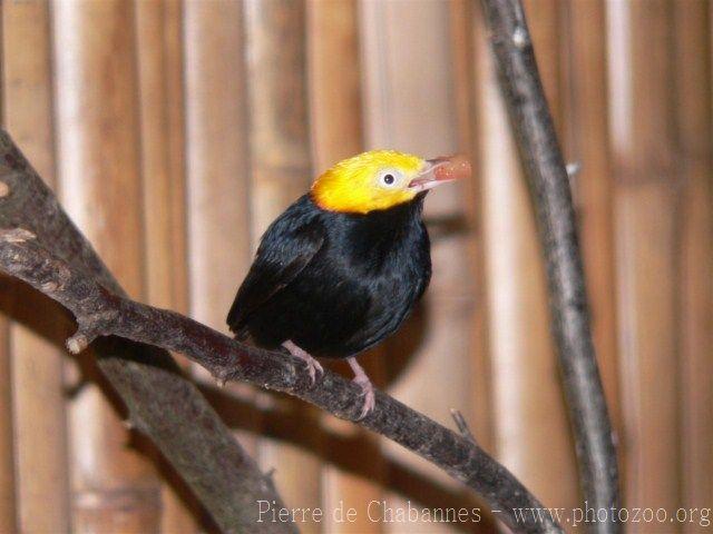 Golden-headed manakin *