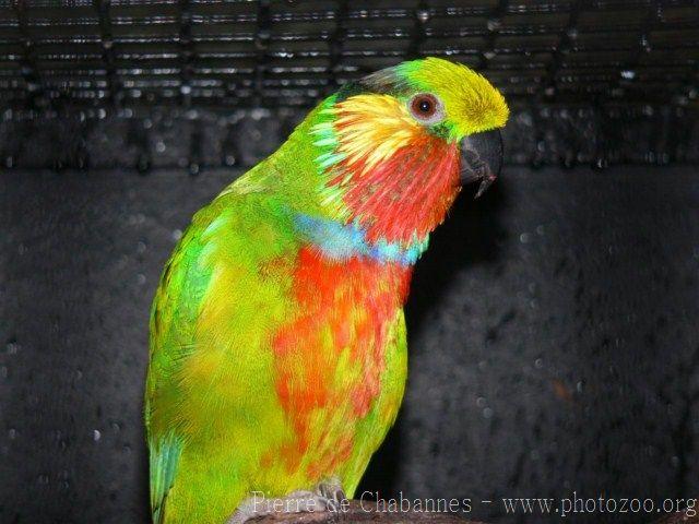 Edward's fig-parrot *