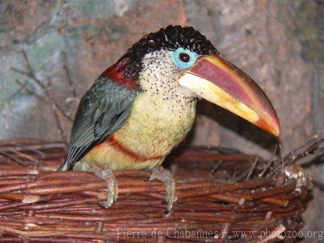 Curl-crested araçari *