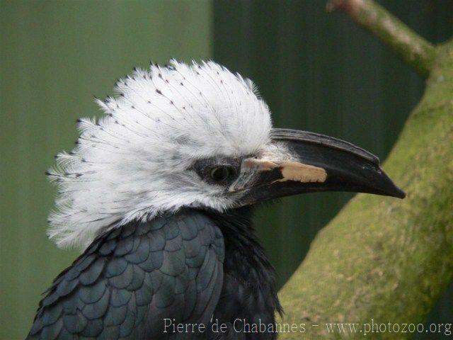 Long-tailed hornbill *