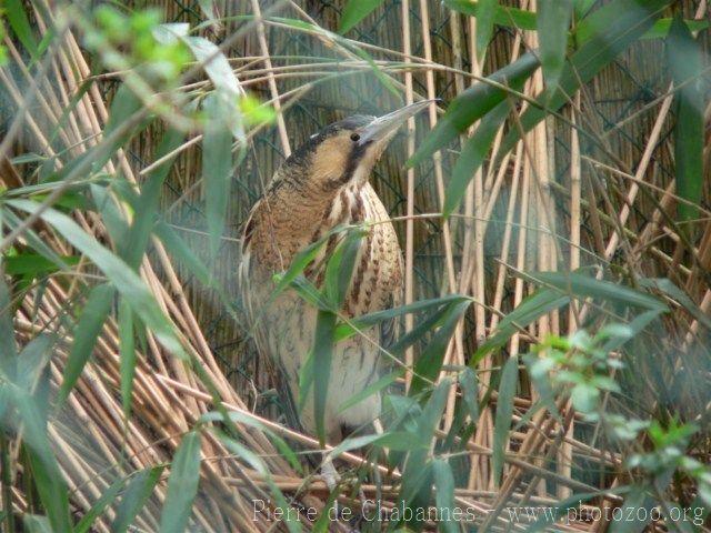 Eurasian bittern