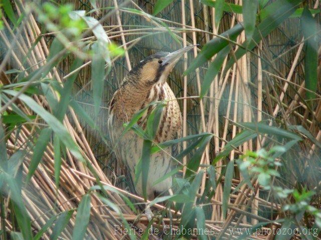 Eurasian bittern