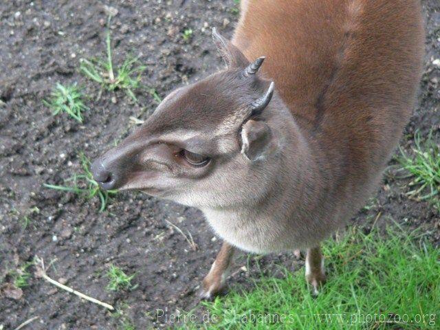 Western blue duiker