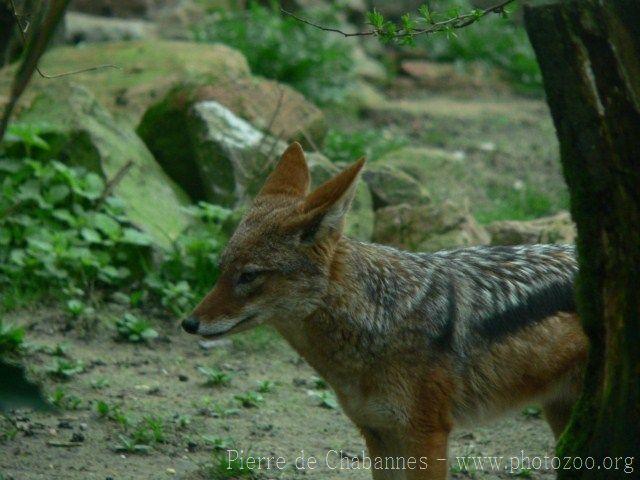 Black-backed jackal *