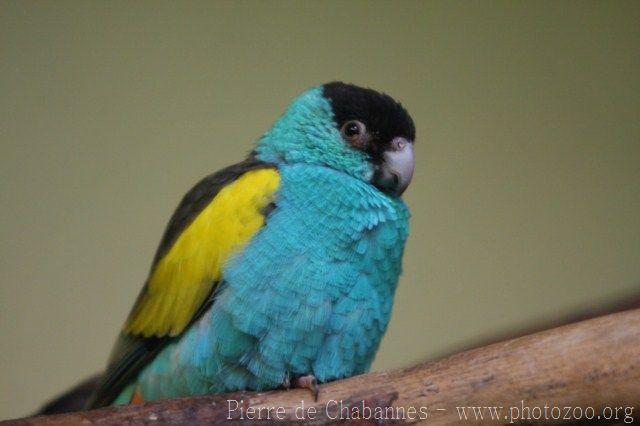 Hooded parrot