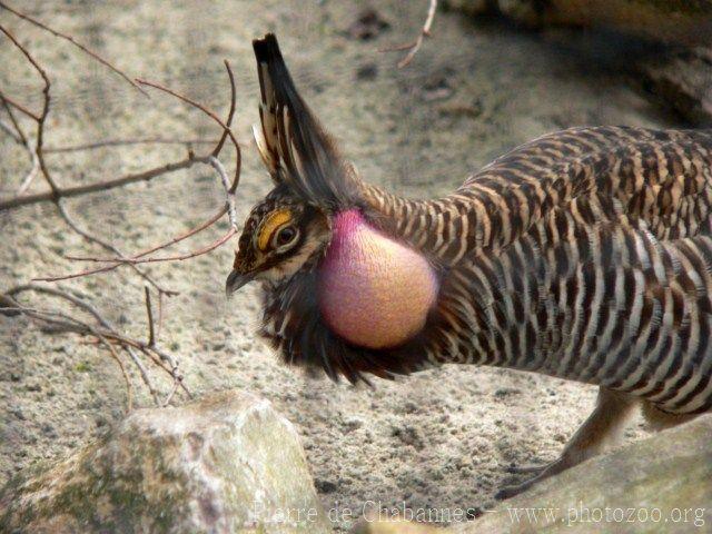 Greater prairie chicken *