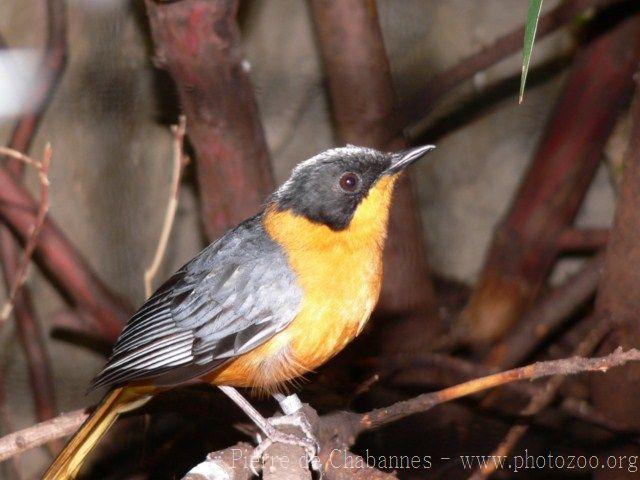 Snowy-crowned robin-chat