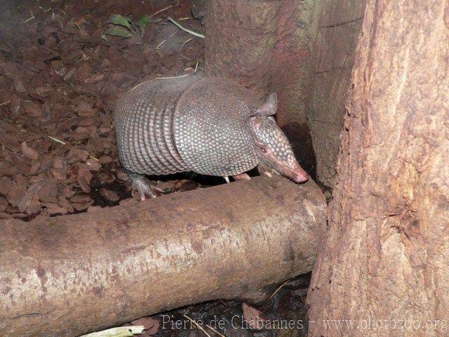 Nine-banded armadillo