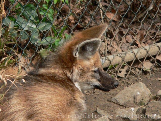 Maned wolf