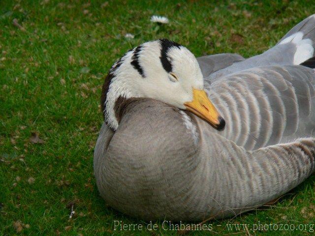 Bar-headed goose