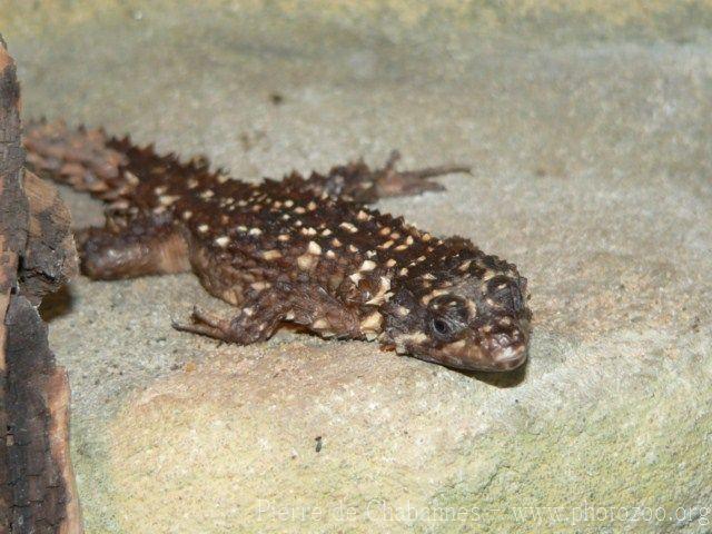 Warren's girdled lizard