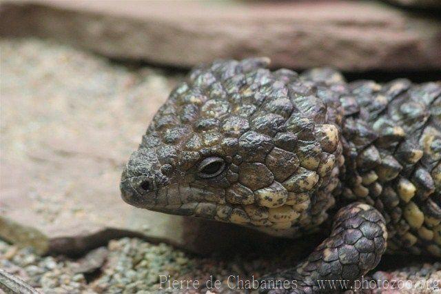 Pinecone lizard