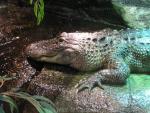 American alligator