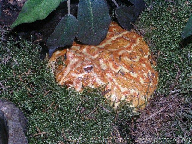 Argentine horned frog