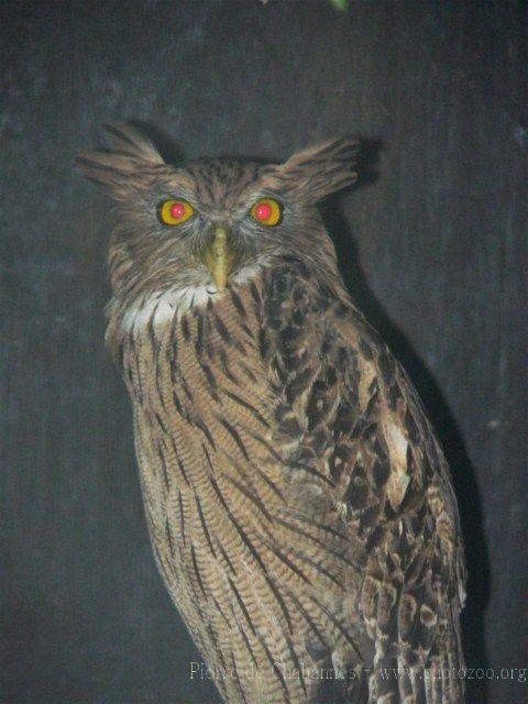 Brown fish-owl